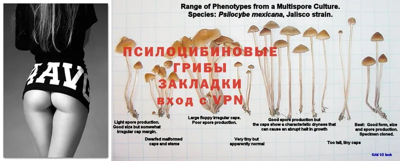 Галлюциногенные грибы MAGIC MUSHROOMS  Галич 